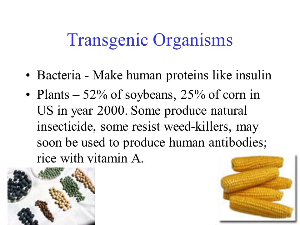Transgenic Organisms Bacteria - Make human proteins like insulin Plants – 52% of soybeans, 25% of corn in US in year 2000.