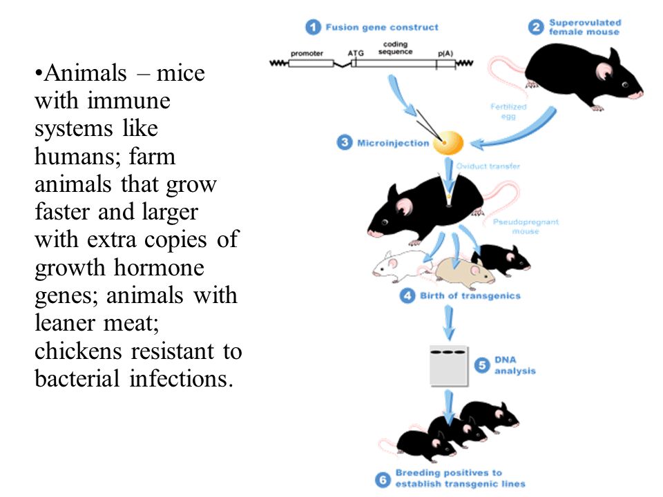 Animals – mice with immune systems like humans; farm animals that grow faster and larger with extra copies of growth hormone genes; animals with leaner meat; chickens resistant to bacterial infections.