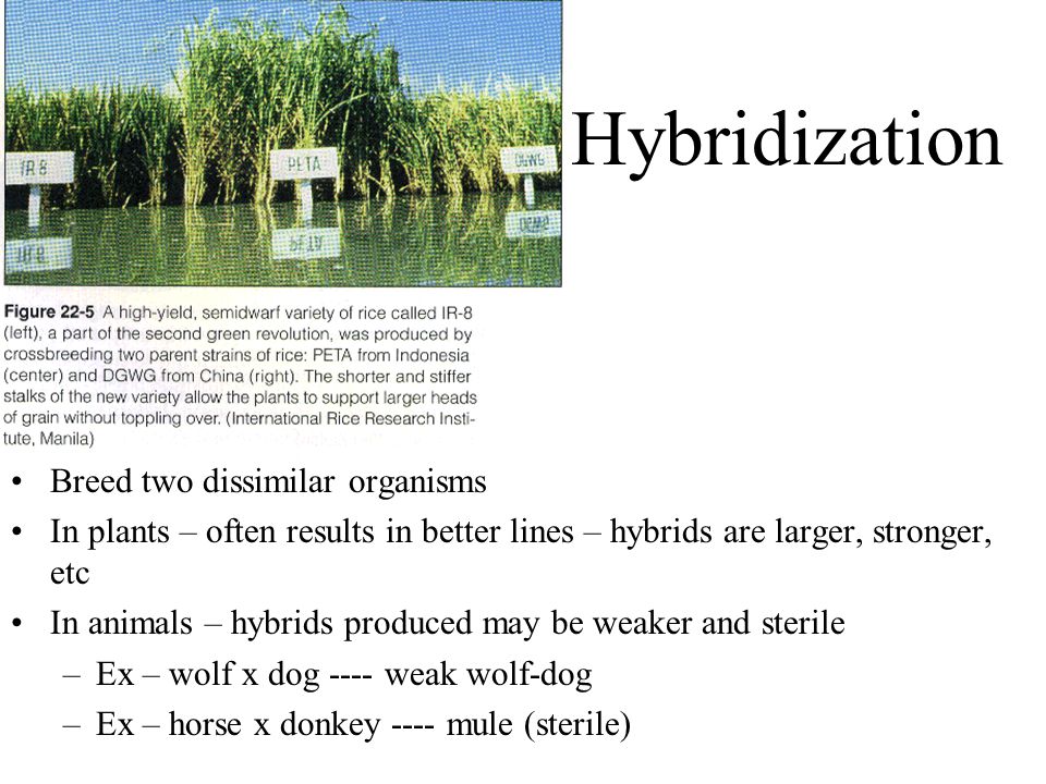 Hybridization Breed two dissimilar organisms In plants – often results in better lines – hybrids are larger, stronger, etc In animals – hybrids produced may be weaker and sterile –Ex – wolf x dog ---- weak wolf-dog –Ex – horse x donkey ---- mule (sterile)