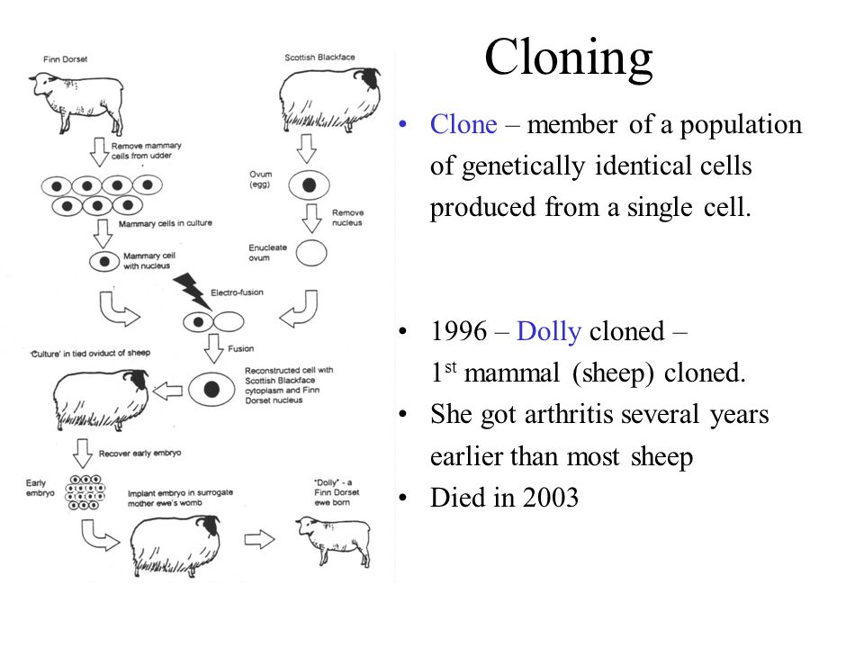 Cloning Clone – member of a population of genetically identical cells produced from a single cell.