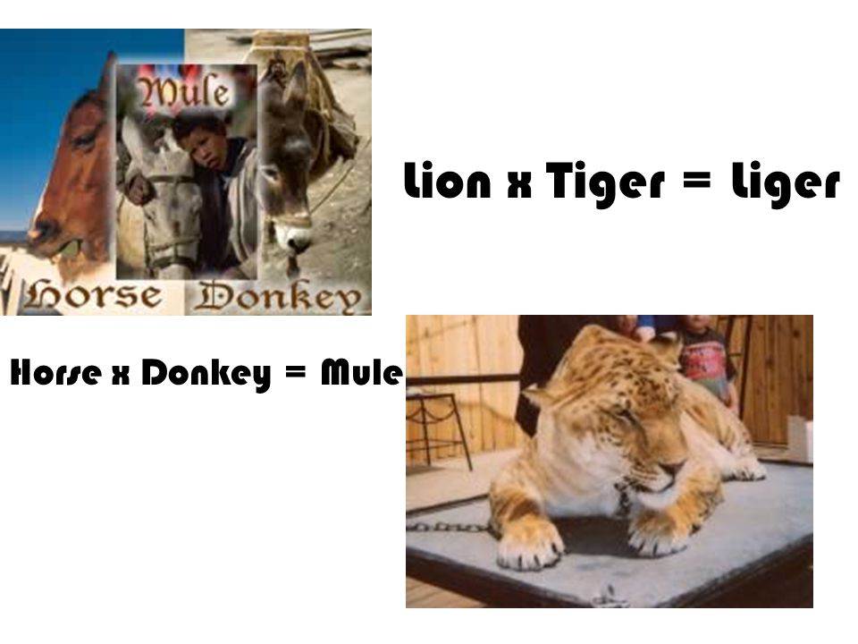 Horse x Donkey = Mule Lion x Tiger = Liger
