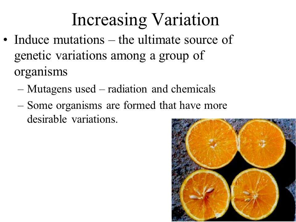 Increasing Variation Induce mutations – the ultimate source of genetic variations among a group of organisms –Mutagens used – radiation and chemicals –Some organisms are formed that have more desirable variations.