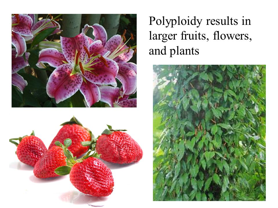Polyploidy results in larger fruits, flowers, and plants