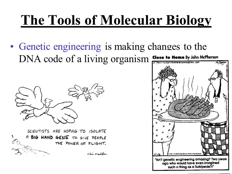 The Tools of Molecular Biology Genetic engineering is making changes to the DNA code of a living organism