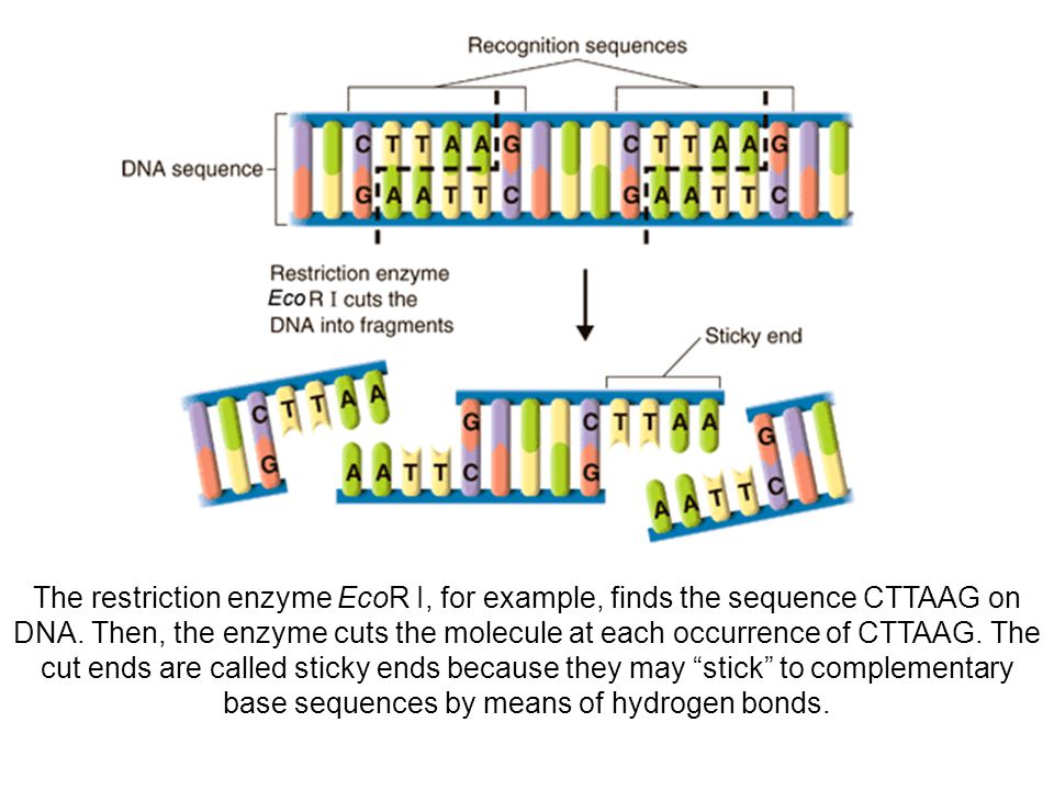 The restriction enzyme EcoR I, for example, finds the sequence CTTAAG on DNA.