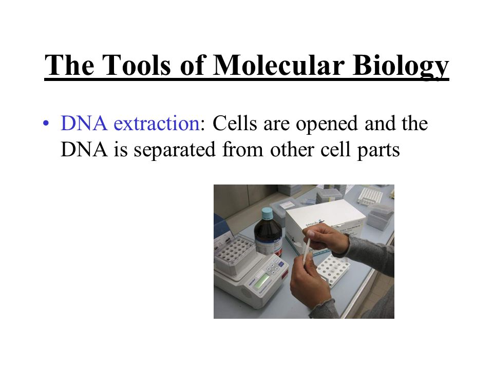 The Tools of Molecular Biology DNA extraction: Cells are opened and the DNA is separated from other cell parts