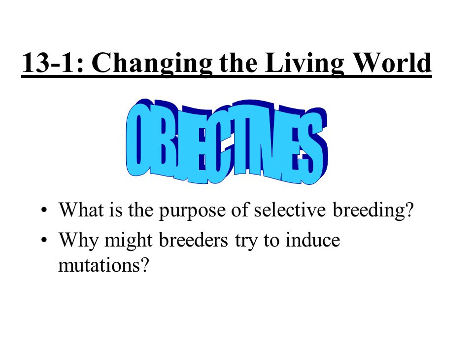 13-1: Changing the Living World What is the purpose of selective breeding.