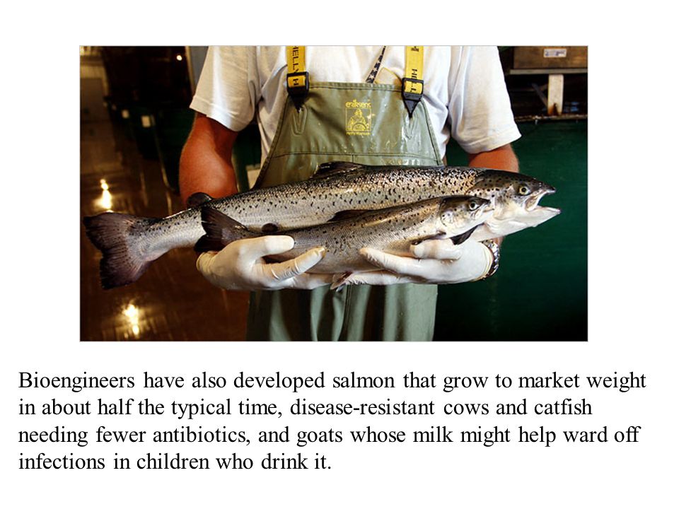 Bioengineers have also developed salmon that grow to market weight in about half the typical time, disease-resistant cows and catfish needing fewer antibiotics, and goats whose milk might help ward off infections in children who drink it.