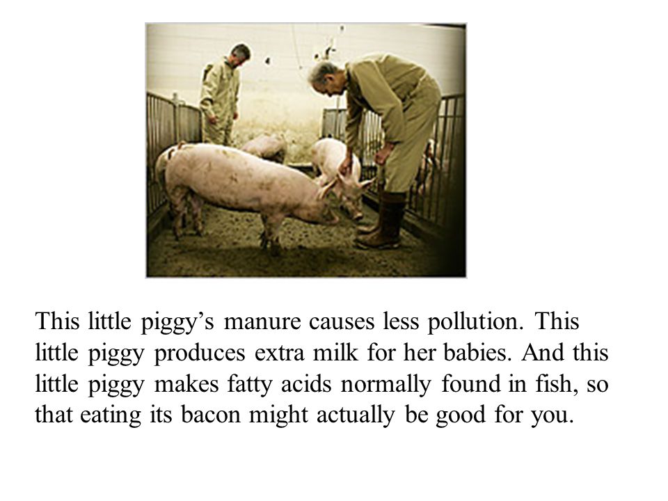 This little piggy’s manure causes less pollution.