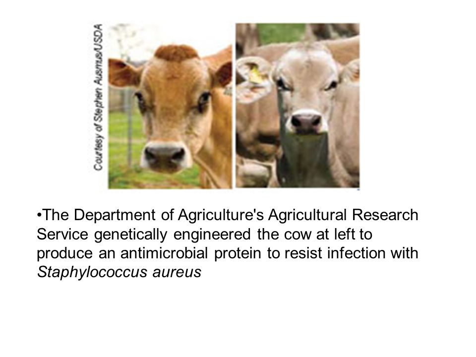The Department of Agriculture s Agricultural Research Service genetically engineered the cow at left to produce an antimicrobial protein to resist infection with Staphylococcus aureus