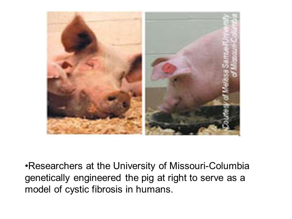 Researchers at the University of Missouri-Columbia genetically engineered the pig at right to serve as a model of cystic fibrosis in humans.