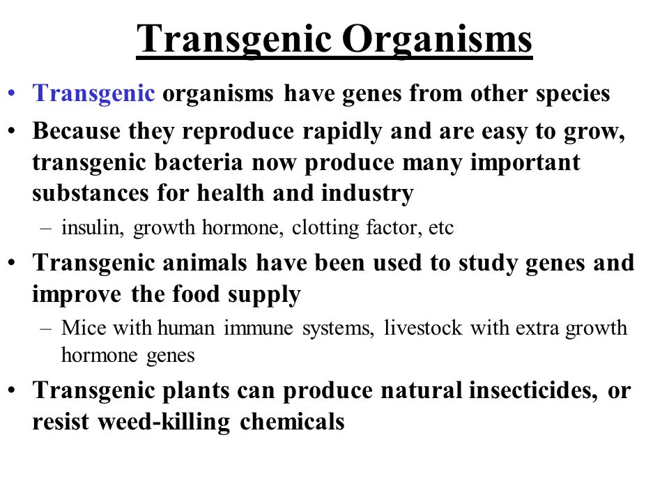 Transgenic Organisms Transgenic organisms have genes from other species Because they reproduce rapidly and are easy to grow, transgenic bacteria now produce many important substances for health and industry –insulin, growth hormone, clotting factor, etc Transgenic animals have been used to study genes and improve the food supply –Mice with human immune systems, livestock with extra growth hormone genes Transgenic plants can produce natural insecticides, or resist weed-killing chemicals