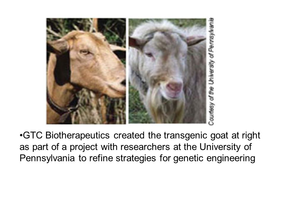 GTC Biotherapeutics created the transgenic goat at right as part of a project with researchers at the University of Pennsylvania to refine strategies for genetic engineering