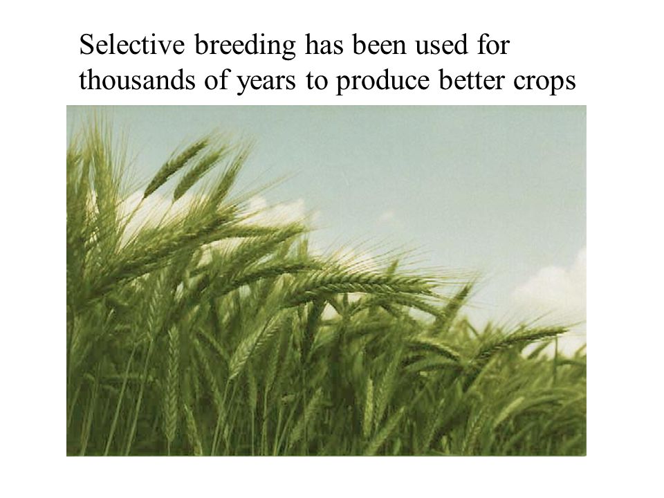 Selective breeding has been used for thousands of years to produce better crops