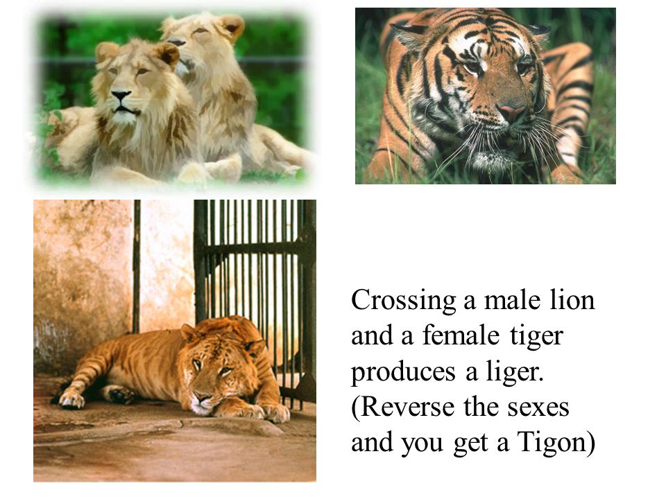 Crossing a male lion and a female tiger produces a liger. (Reverse the sexes and you get a Tigon)