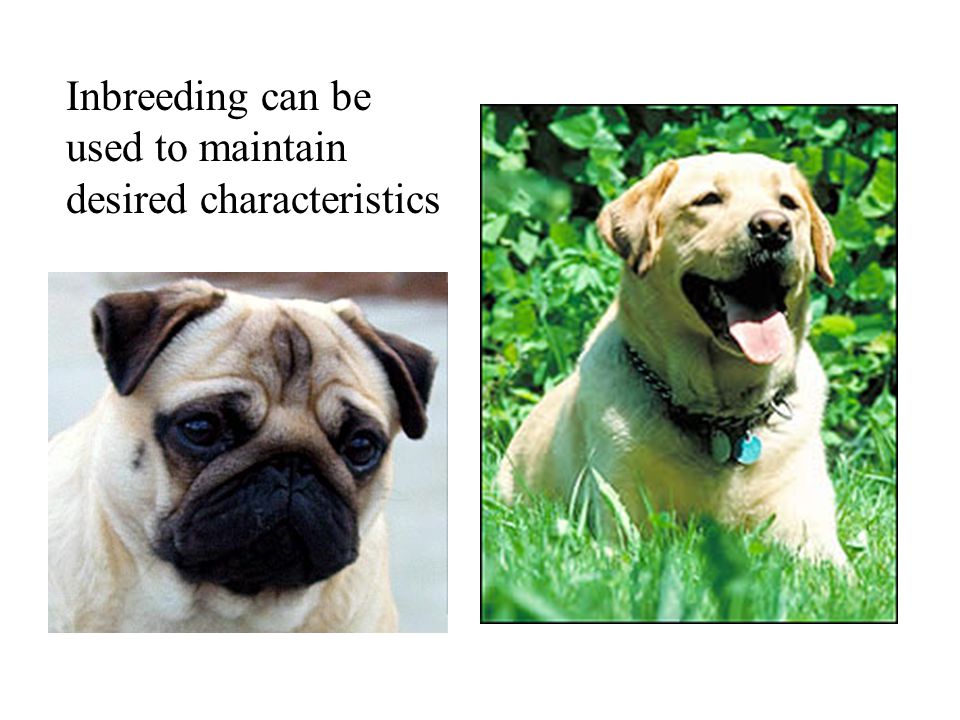 Inbreeding can be used to maintain desired characteristics