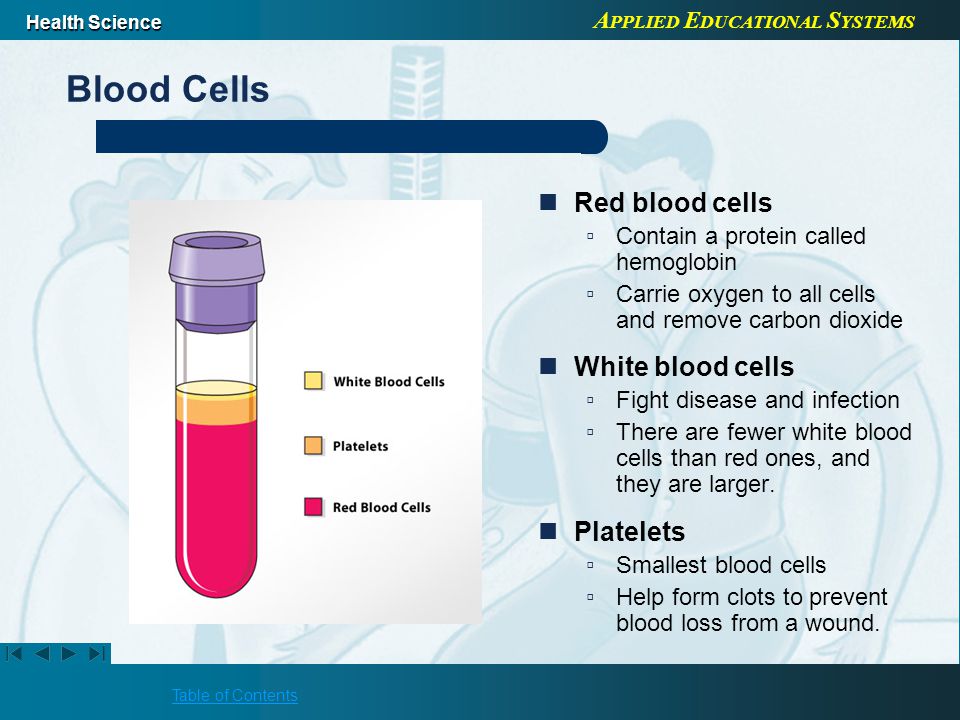 A PPLIED E DUCATIONAL S YSTEMS Health Science Table of Contents Blood Cells Red blood cells ▫Contain a protein called hemoglobin ▫Carrie oxygen to all cells and remove carbon dioxide White blood cells ▫Fight disease and infection ▫There are fewer white blood cells than red ones, and they are larger.