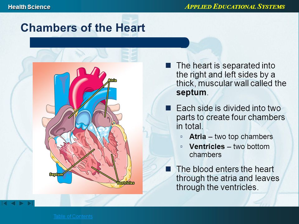 A PPLIED E DUCATIONAL S YSTEMS Health Science Table of Contents Chambers of the Heart The heart is separated into the right and left sides by a thick, muscular wall called the septum.