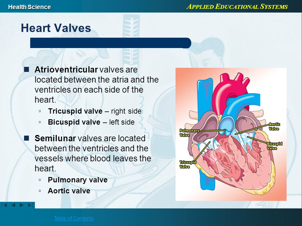A PPLIED E DUCATIONAL S YSTEMS Health Science Table of Contents Heart Valves Atrioventricular valves are located between the atria and the ventricles on each side of the heart.