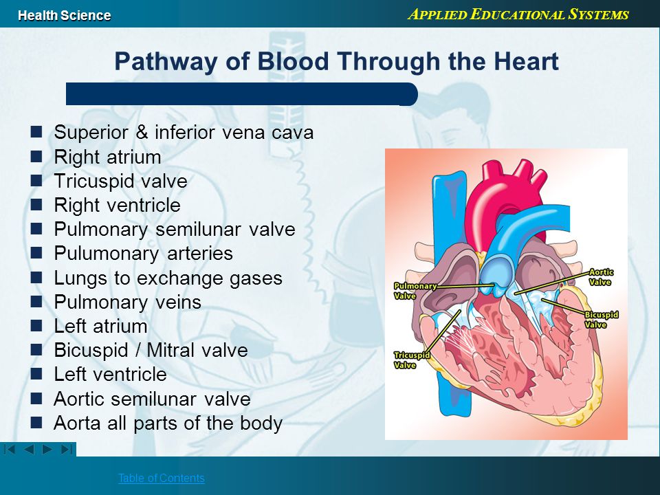 A PPLIED E DUCATIONAL S YSTEMS Health Science Table of Contents Pathway of Blood Through the Heart Superior & inferior vena cava Right atrium Tricuspid valve Right ventricle Pulmonary semilunar valve Pulumonary arteries Lungs to exchange gases Pulmonary veins Left atrium Bicuspid / Mitral valve Left ventricle Aortic semilunar valve Aorta all parts of the body