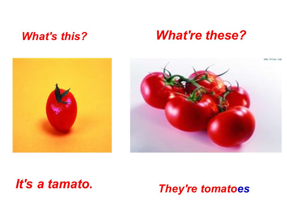 What s this It s a tamato. What re these They re tomatoes