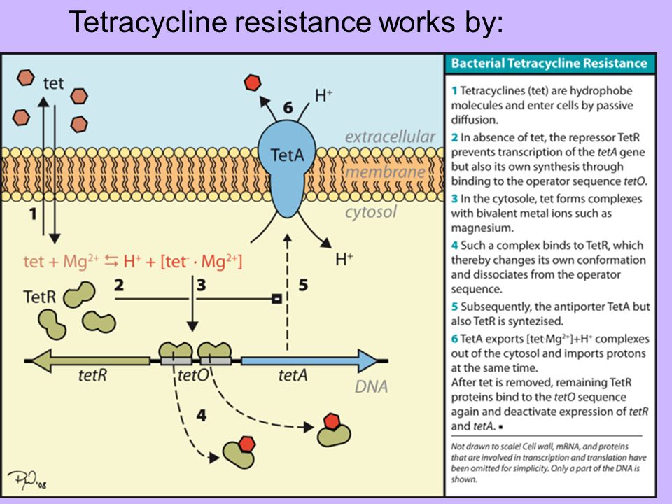 making human eukaryote proteins in bacteria prokaryote ppt tetracycline how it works