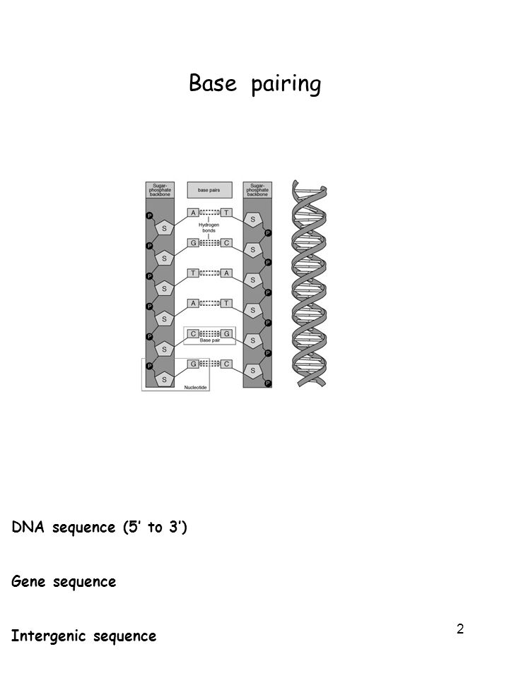 Dna Base Pairing Worksheet Answers Cxpz Info Print Causes Of Mutation And Dna Damage Mutagens Worksheet Base Pairing