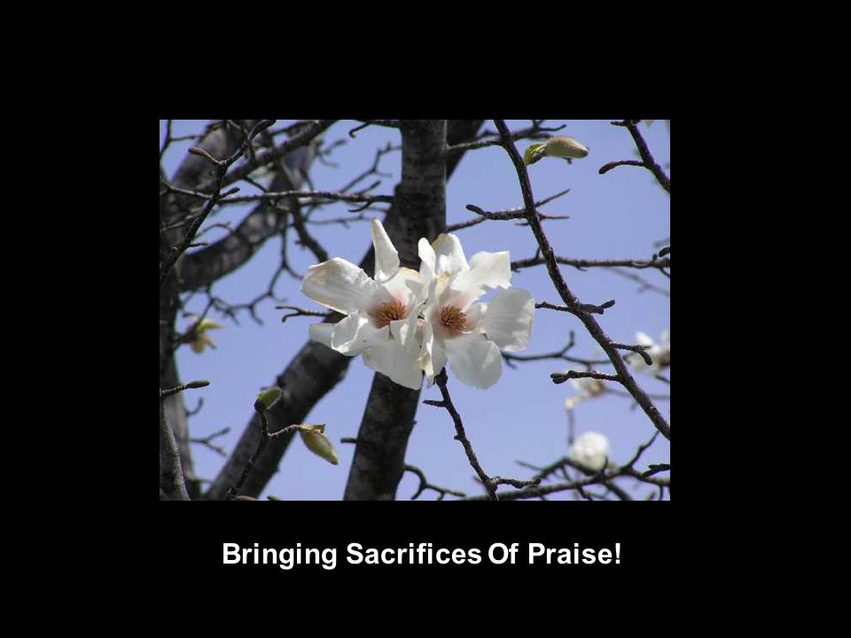 Bringing Sacrifices Of Praise!