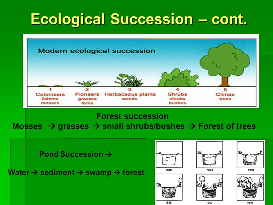 Ecological Succession – cont.
