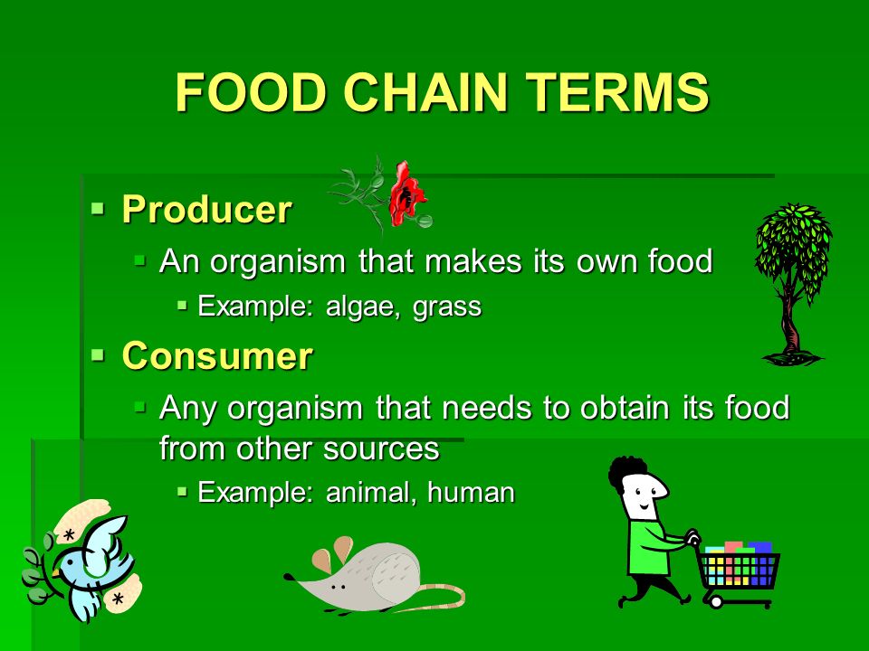 FOOD CHAIN TERMS  Producer  An organism that makes its own food  Example: algae, grass  Consumer  Any organism that needs to obtain its food from other sources  Example: animal, human
