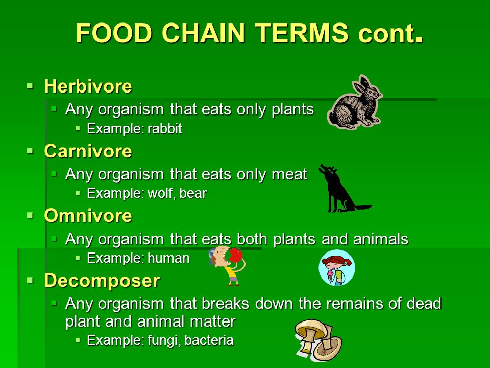 FOOD CHAIN TERMS cont.