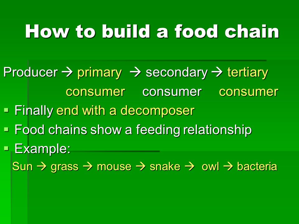 How to build a food chain Producer  primary  secondary  tertiary consumer consumer consumer consumer consumer consumer  Finally end with a decomposer  Food chains show a feeding relationship  Example: Sun  grass  mouse  snake  owl  bacteria