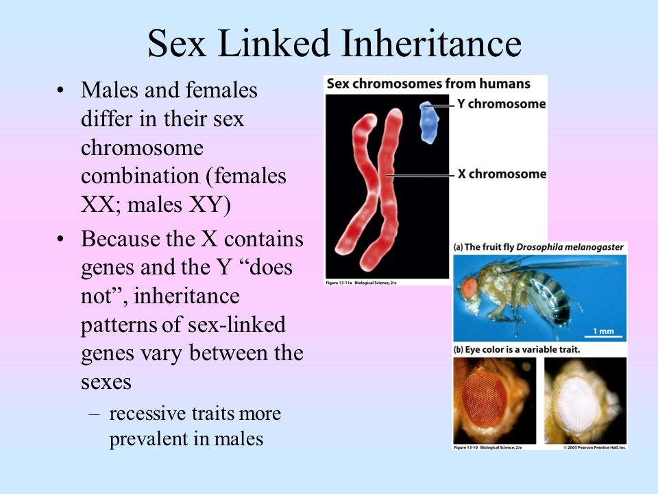 Sex Linked Inheritance - Telegraph