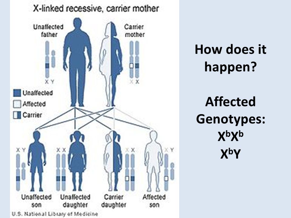 How does it happen Affected Genotypes: X b X b X b Y