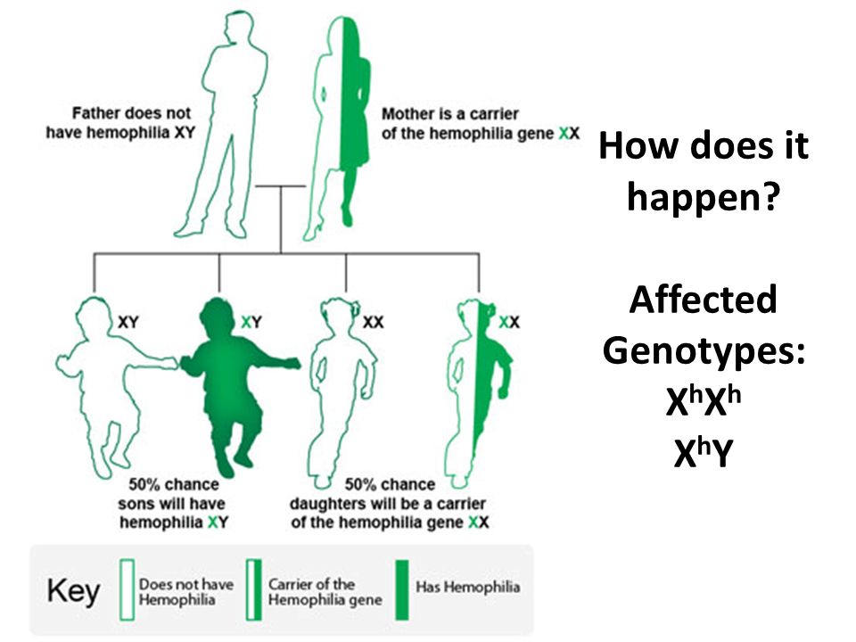 How does it happen Affected Genotypes: X h X h X h Y