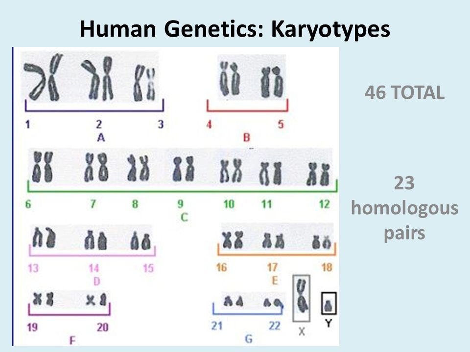 Human Genetics: Karyotypes 46 TOTAL 23 homologous pairs 46 TOTAL 23 homologous pairs