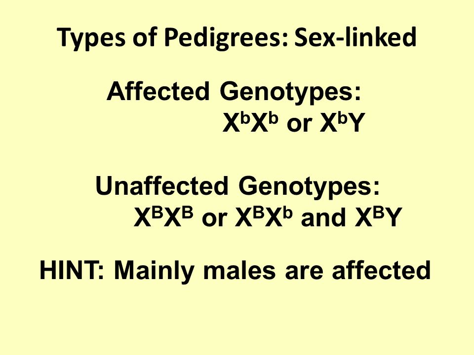 Types of Pedigrees: Sex-linked Affected Genotypes: X b X b or X b Y Unaffected Genotypes: X B X B or X B X b and X B Y HINT: Mainly males are affected