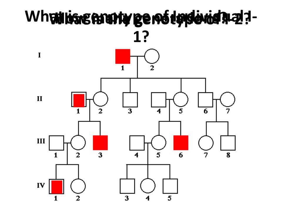 How many generations What is genotype of Individual I- 1 What is the genotype of I-2