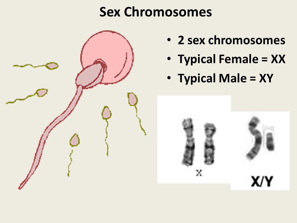 Sex Chromosomes 2 sex chromosomes Typical Female = XX Typical Male = XY