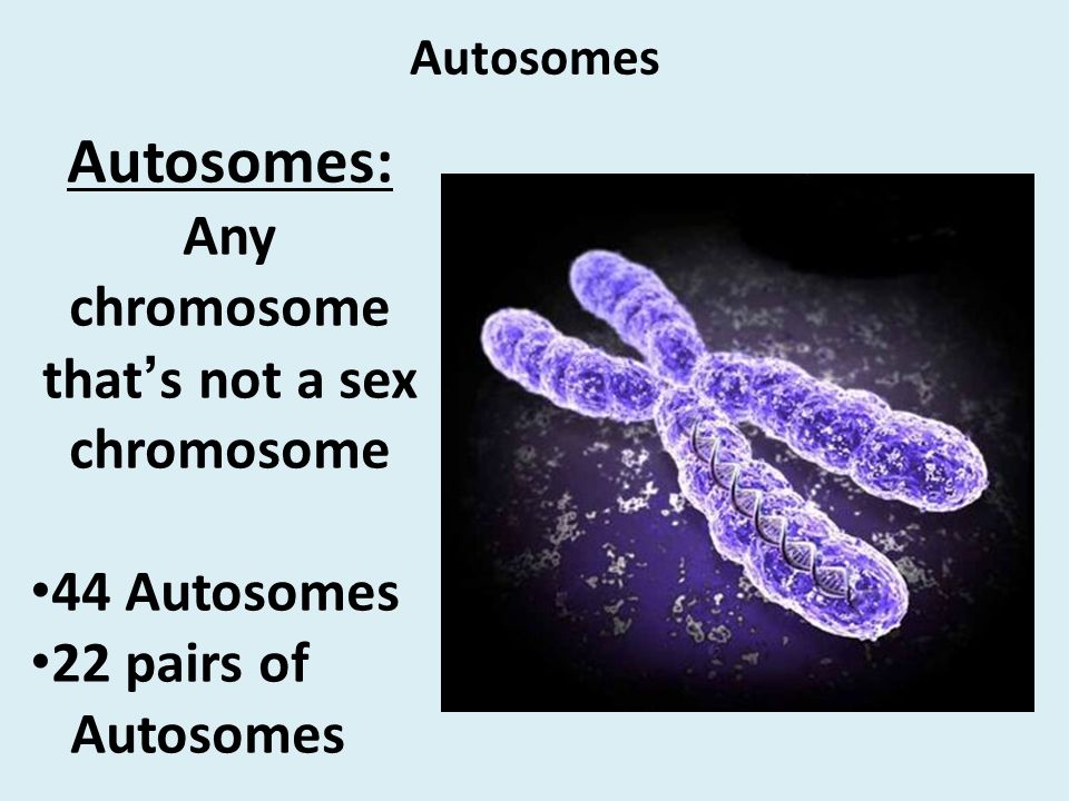 Autosomes Autosomes: Any chromosome that’s not a sex chromosome 44 Autosomes 22 pairs of Autosomes