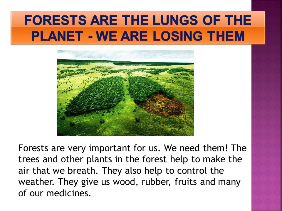 Forests are very important for us. We need them.