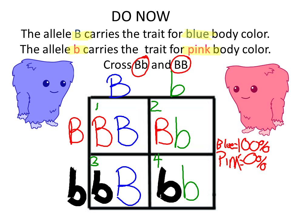 DO NOW The allele B carries the trait for blue body color.