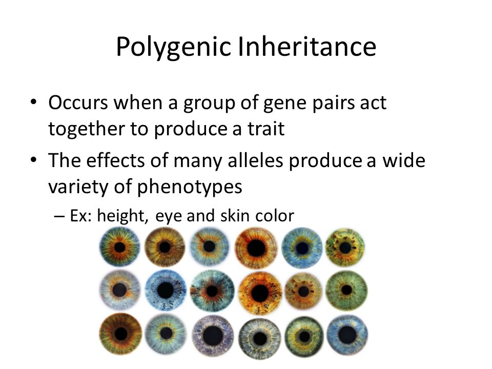Polygenic Inheritance Occurs when a group of gene pairs act together to produce a trait The effects of many alleles produce a wide variety of phenotypes – Ex: height, eye and skin color
