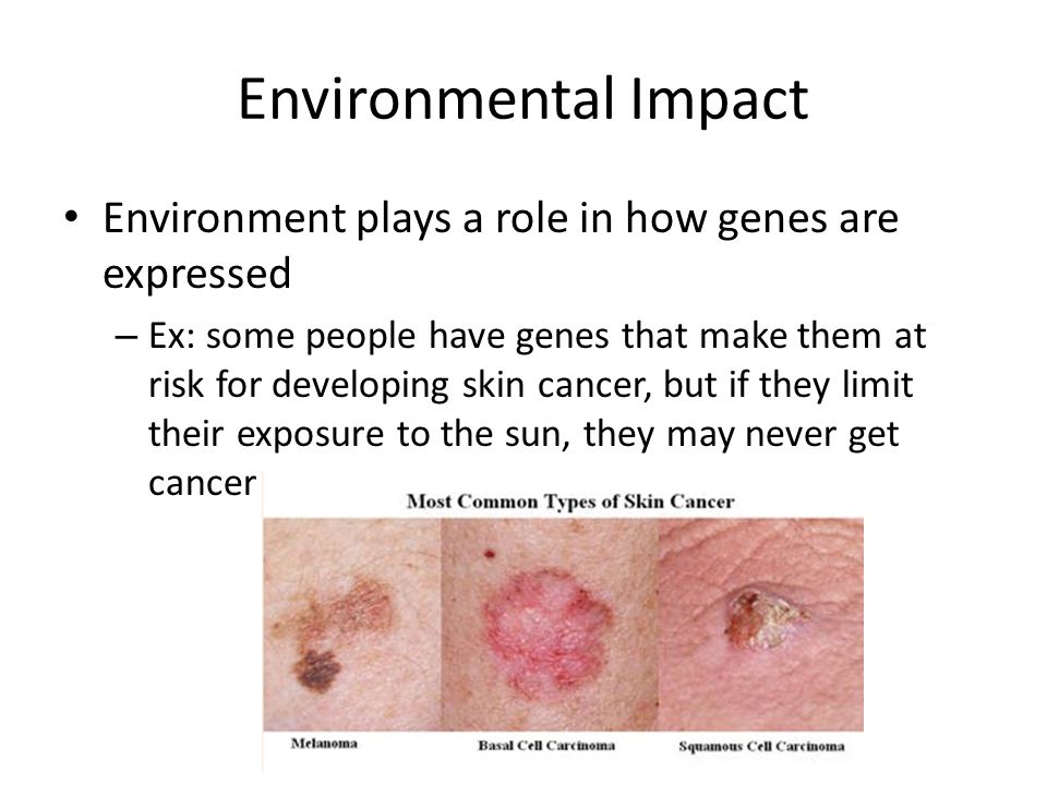 Environmental Impact Environment plays a role in how genes are expressed – Ex: some people have genes that make them at risk for developing skin cancer, but if they limit their exposure to the sun, they may never get cancer