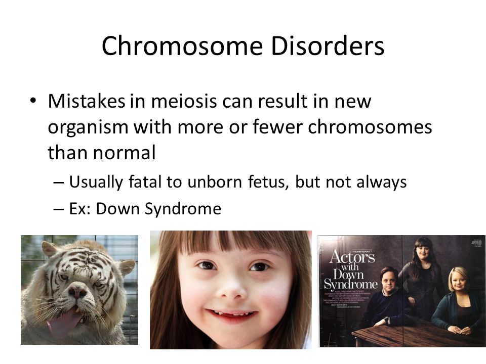 Chromosome Disorders Mistakes in meiosis can result in new organism with more or fewer chromosomes than normal – Usually fatal to unborn fetus, but not always – Ex: Down Syndrome