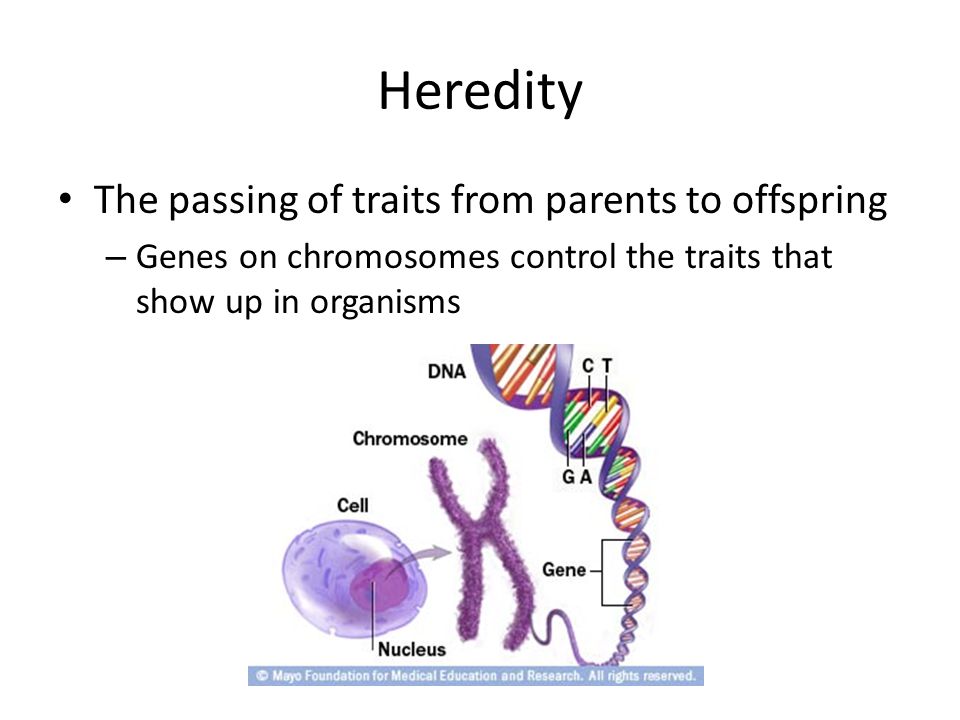 Heredity The passing of traits from parents to offspring – Genes on chromosomes control the traits that show up in organisms