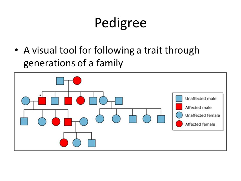 Pedigree A visual tool for following a trait through generations of a family
