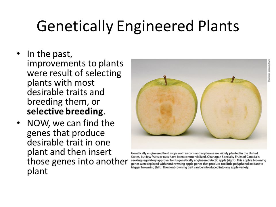 Genetically Engineered Plants In the past, improvements to plants were result of selecting plants with most desirable traits and breeding them, or selective breeding.