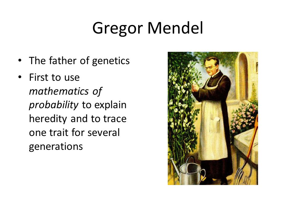 Gregor Mendel The father of genetics First to use mathematics of probability to explain heredity and to trace one trait for several generations