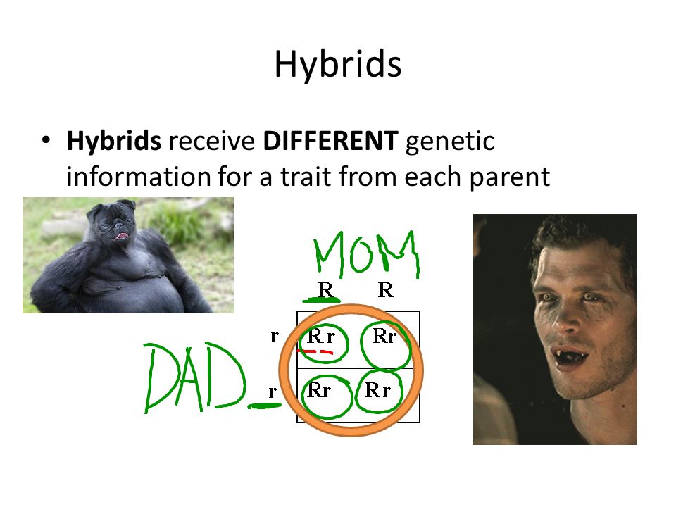 Hybrids Hybrids receive DIFFERENT genetic information for a trait from each parent